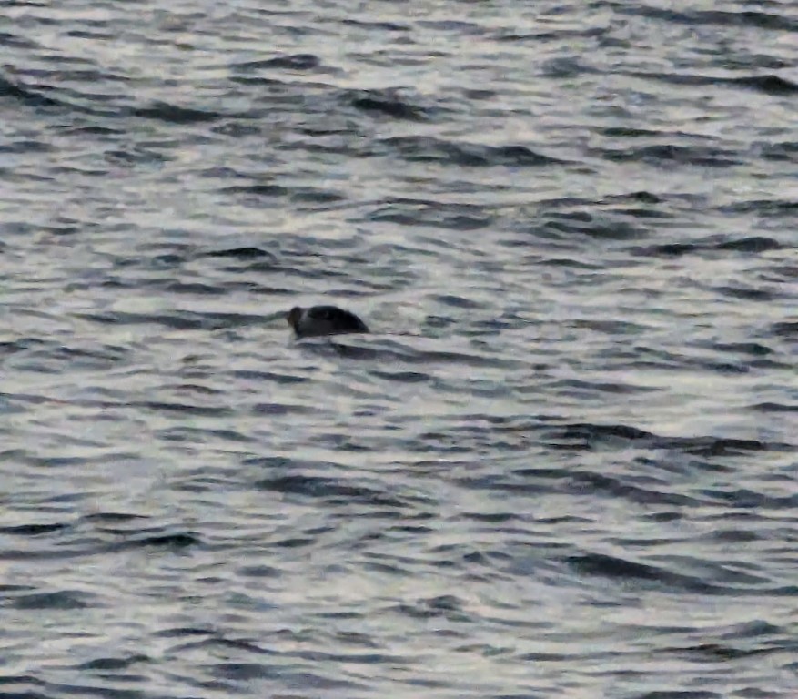 Grainy picture of the seal (no, not the Loch Ness Monster)